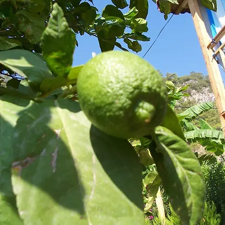 Naz Apartlari Apartamento *