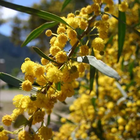Naz Apartlari * Çıralı