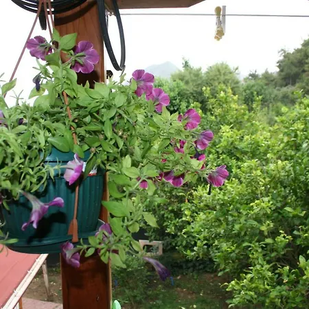 Naz Apartlari Çıralı