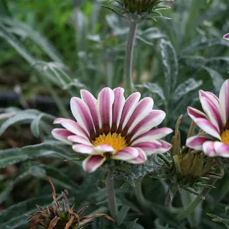 Apartamento Naz Apartlari *