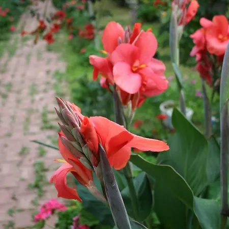 Naz Apartlari 아파트 Çıralı