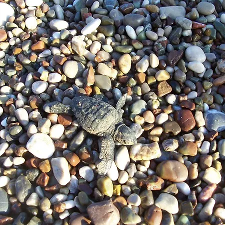 Naz Apartlari 公寓