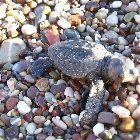 Naz Apartlari Çıralı