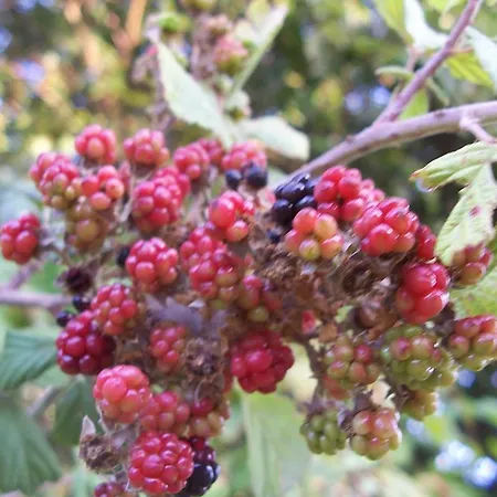 Apartmán Naz Apartlari *