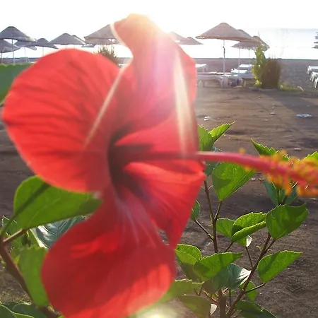 Naz Apartlari 公寓 *