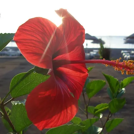 Naz Apartlari 公寓