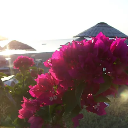 Naz Apartlari Çıralı