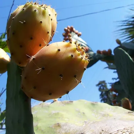 Naz Apartlari Çıralı