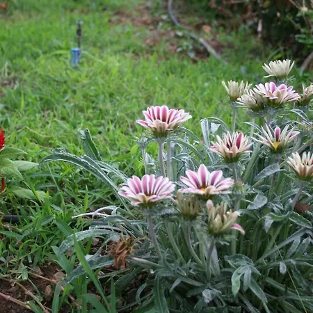 Naz Apartlari Çıralı